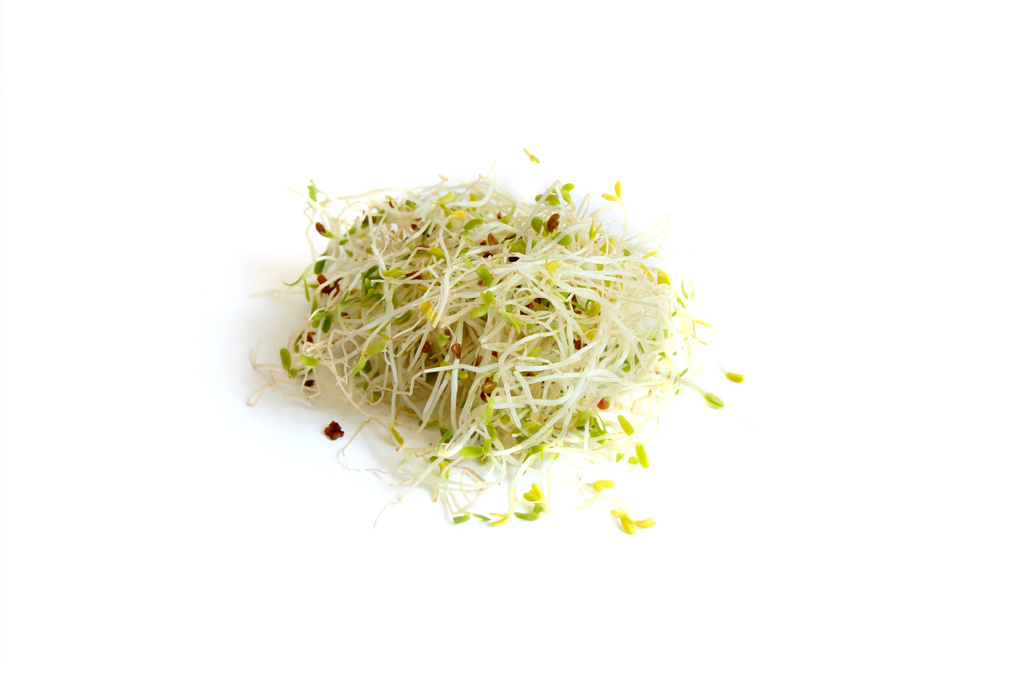 Alfalfa-sprouts-2