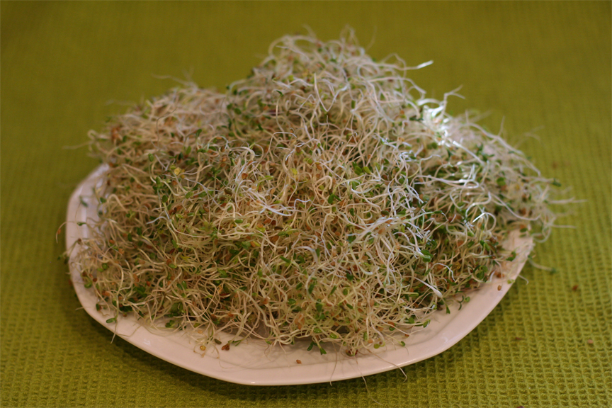 Alfalfa-sprouts-4