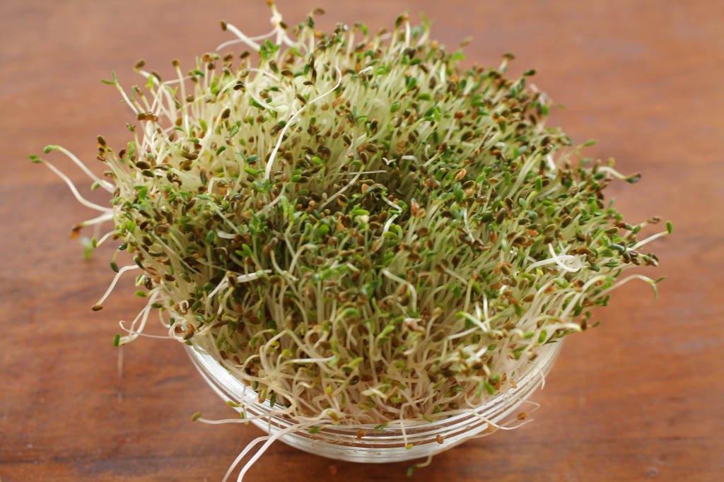 Alfalfa-sprouts-5