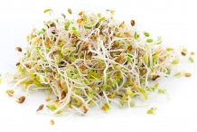 Alfalfa-sprouts-1