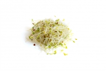 Alfalfa-sprouts-2
