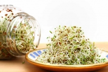 Alfalfa-sprouts-3