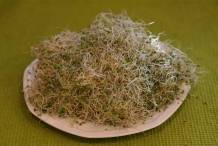 Alfalfa-sprouts-4