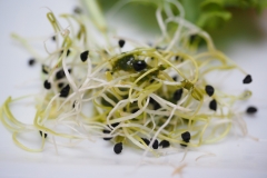 Alfalfa-sprouts-6