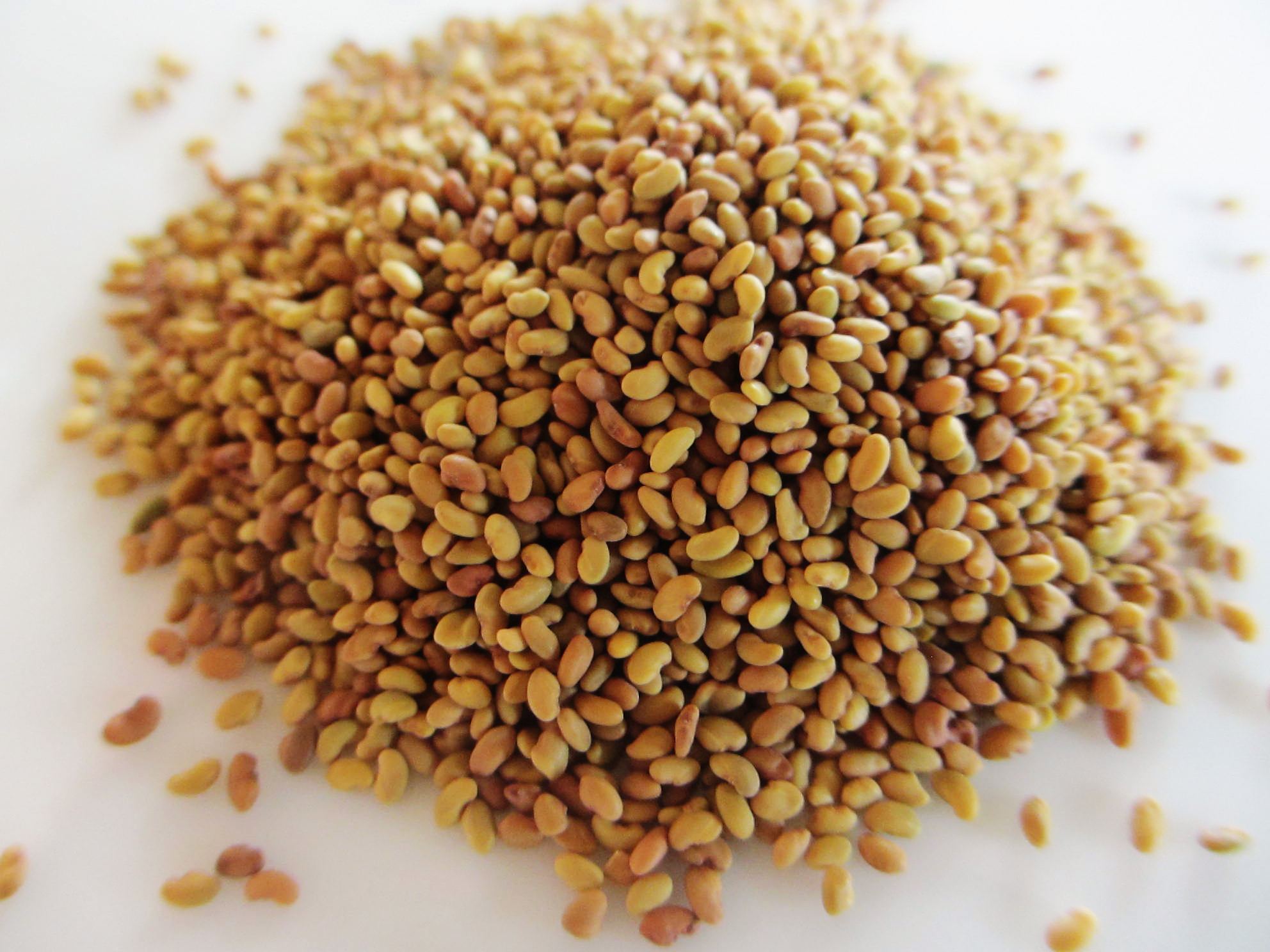 Alfalfa-seeds