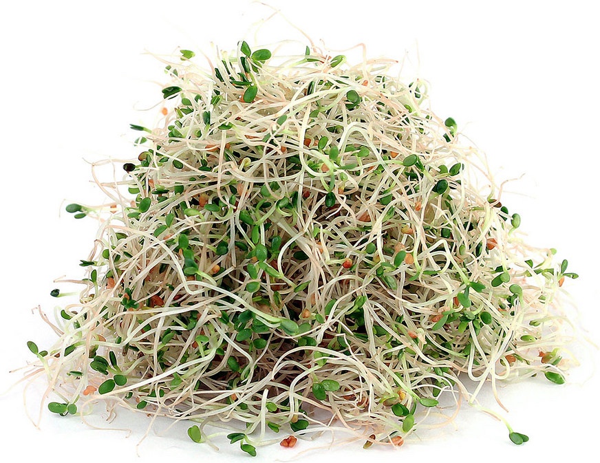 Alfalfa-sprouts