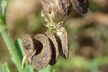 Alfalfa-fruit