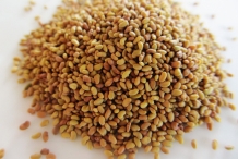 Alfalfa-seeds