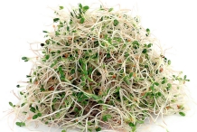 Alfalfa-sprouts