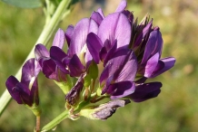 Close-up-flower-of-Alfalfa