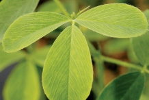 Leaves-of-Alfalfa