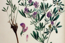 Plant-illustration-of-Alfalfa