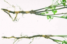 Root-of-Alfalfa