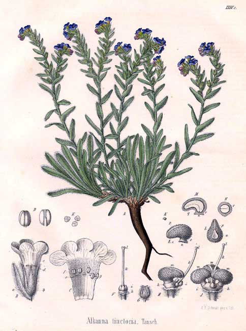 Alkanet-plant-Illustration