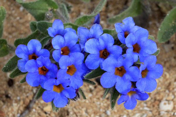 Close-up-view-of-Alkanet-flower