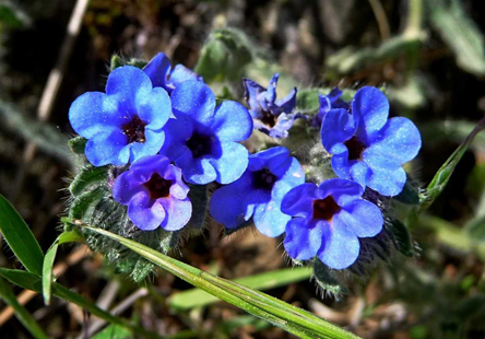 Flower-of-Alkanet-plant