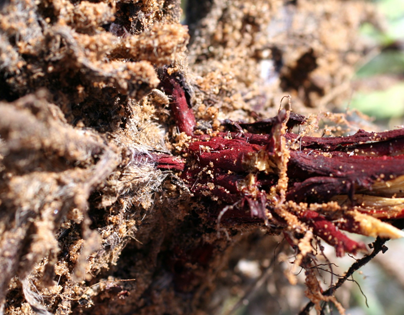 Recently-harvested-Alkanet-root