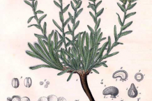 Alkanet-plant-Illustration
