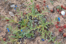 Alkanet-plant