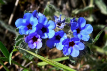 Flower-of-Alkanet-plant