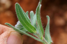 Leaf-of-Alkanet-plant