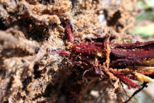 Recently-harvested-Alkanet-root