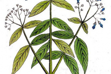 Sketch-of-Alkanet-plant