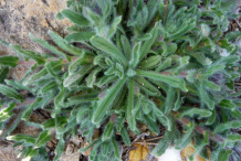 Small-Alkanet-plant