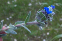 Stem-of-Alkanet-plant