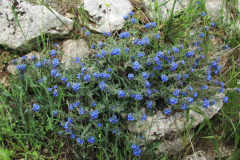 Alkanet-plant-growing-wild