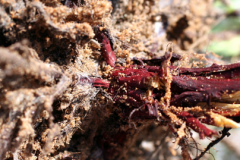 Recently-harvested-Alkanet-root