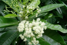 Allspice-close-up-flower