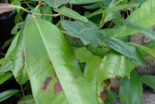 Allspice-leaves