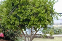 Allspice-tree