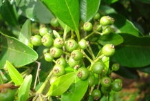Allspice-unripe