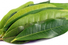 Leaves-of-Allspice