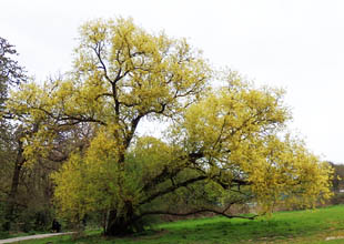 Almond-willow-tree