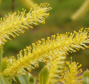 Closer-view-of-flower-of-Almond-willow