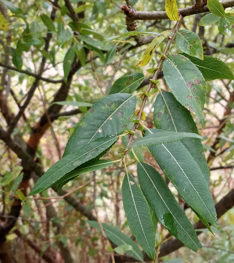 Leaves-of-Almond-willow