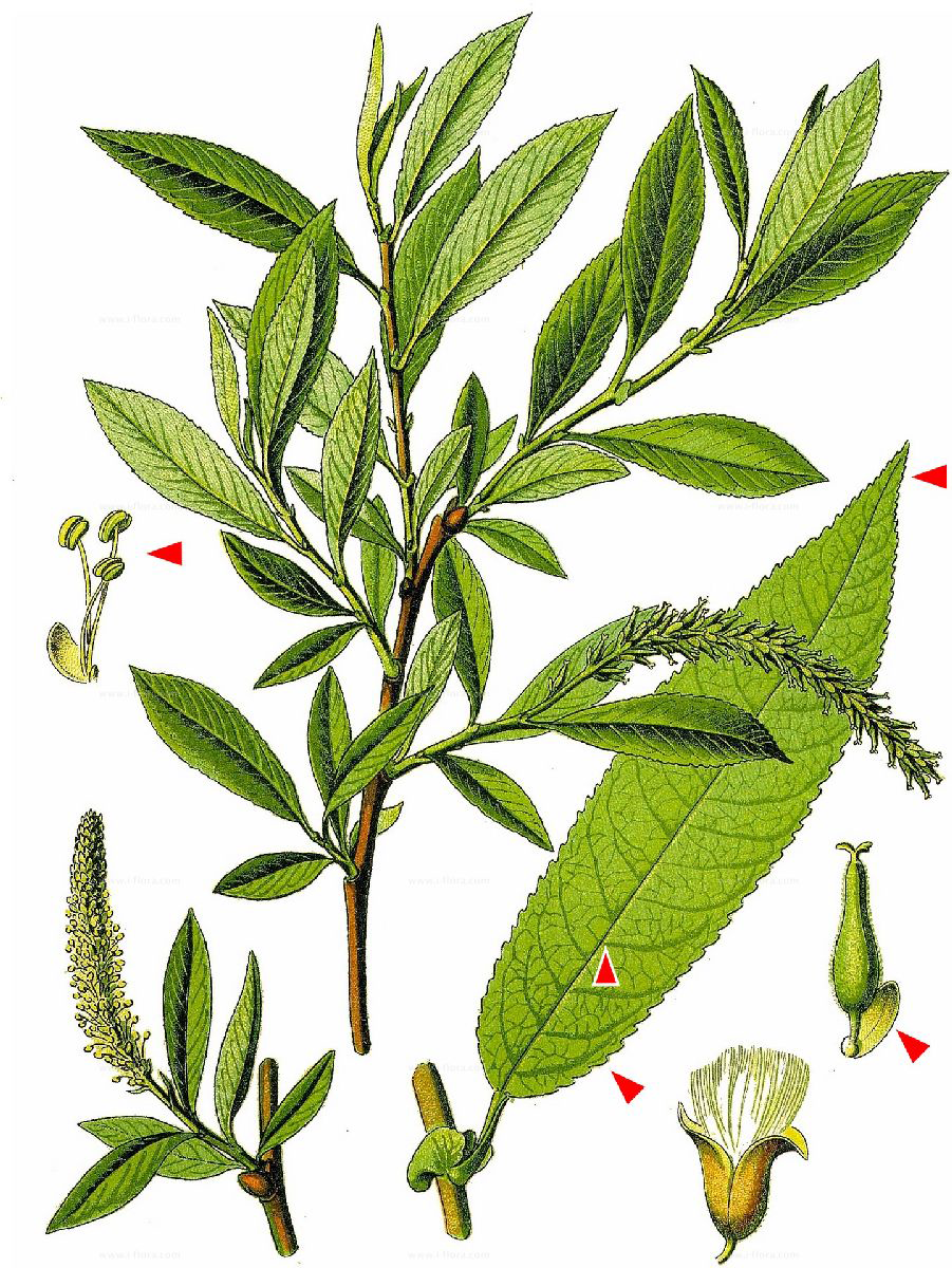 Plant-illustration-of-Almond-willow