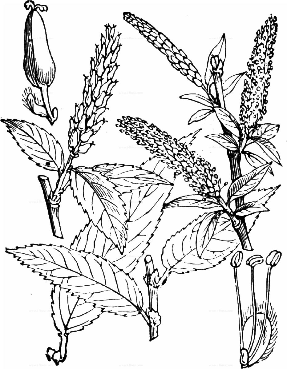 Sketch-of-Almond-willow