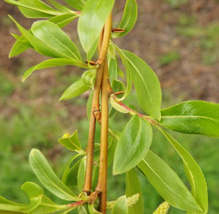 Young-leaves-of-Almond-willow