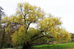Almond-willow-tree