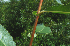 Branch-of-Almond-willow
