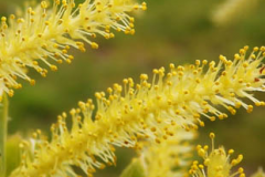 Closer-view-of-flower-of-Almond-willow