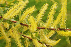 Flower-of-Almond-willow