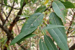 Leaves-of-Almond-willow