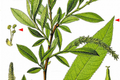 Plant-illustration-of-Almond-willow