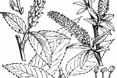 Sketch-of-Almond-willow
