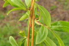Young-leaves-of-Almond-willow